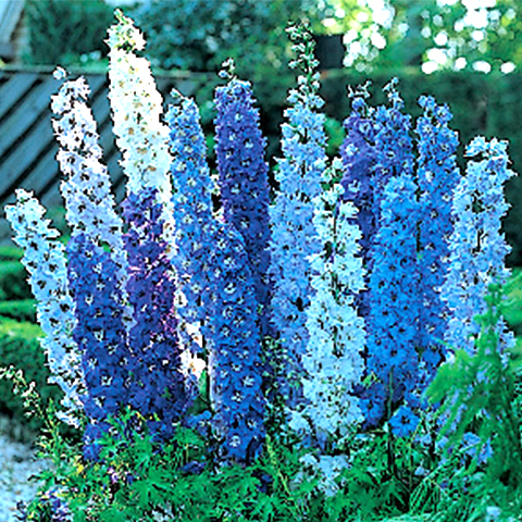 Delphinium Blue