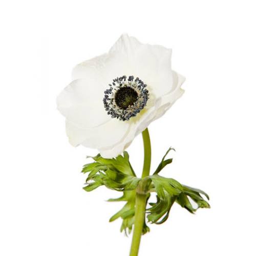 Anemone White Single
