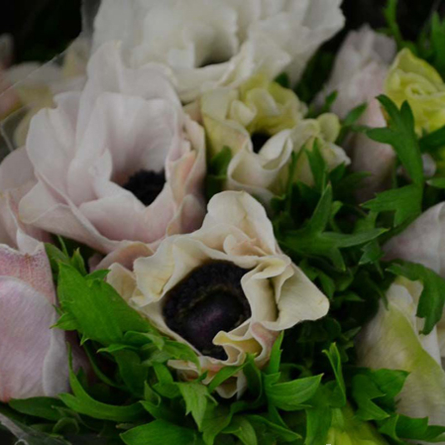 Anemone White copy