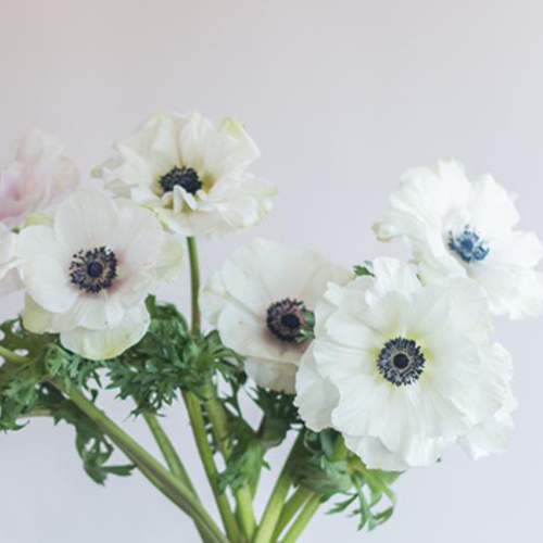 Anemony White