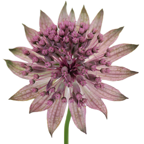 Astrantia Plum (1)