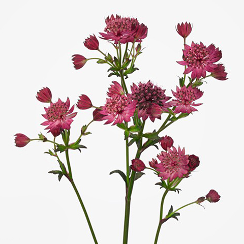 Astrantia Plum (2)