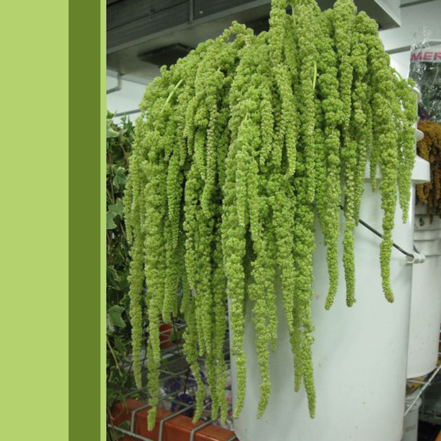 Bleeding love Green (3)