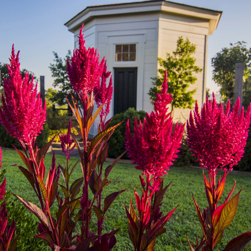 Celocia Raspberry (1)