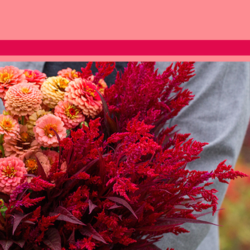 Product photography at P Allen Smith's Moss Mountain Farm in Roland, Arkansas.