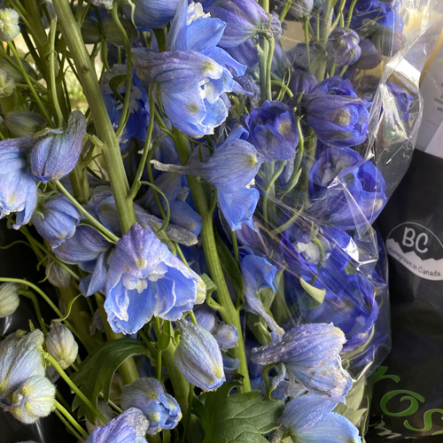 Delphinium Blue (1)