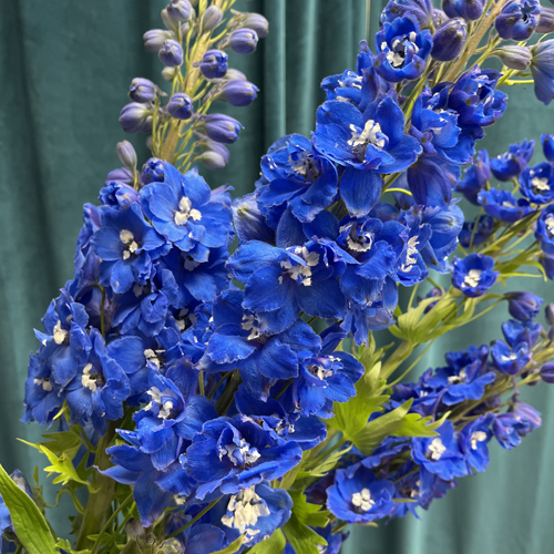 Delphinium Blue (3)