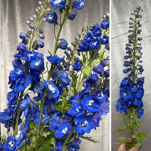 Delphinium Blue (4)