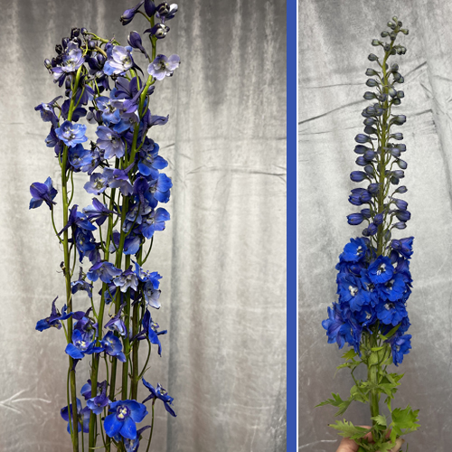 Delphinium Blue (7)
