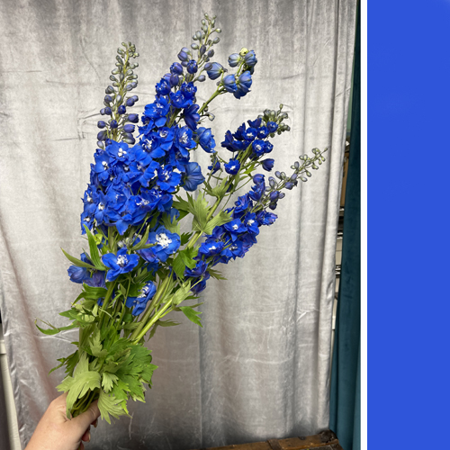 Delphinium Blue (8)