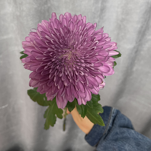 Disbud Magenta Andera (3)