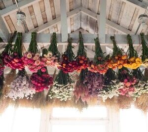 Dried & Dyed