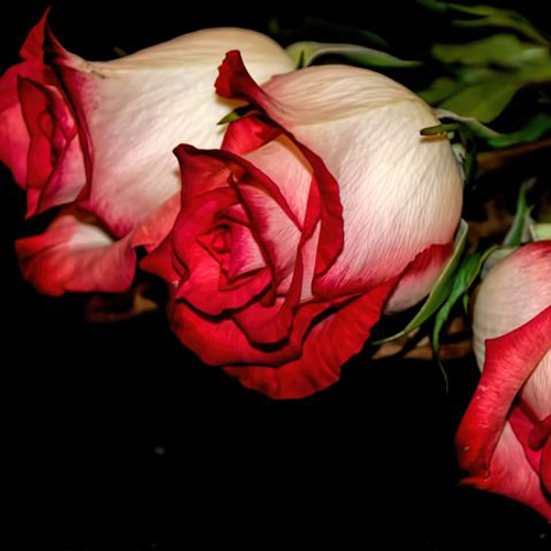 Fire n Ice Roses (2)