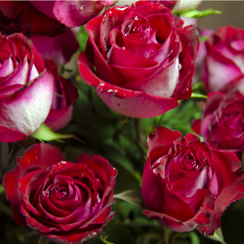 Fire n Ice Roses (3)