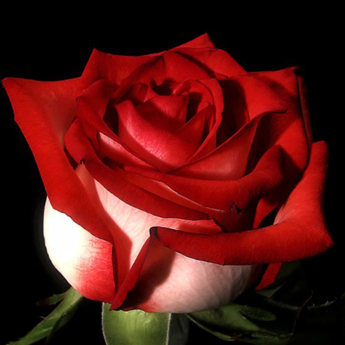 Fire n Ice Roses (4)