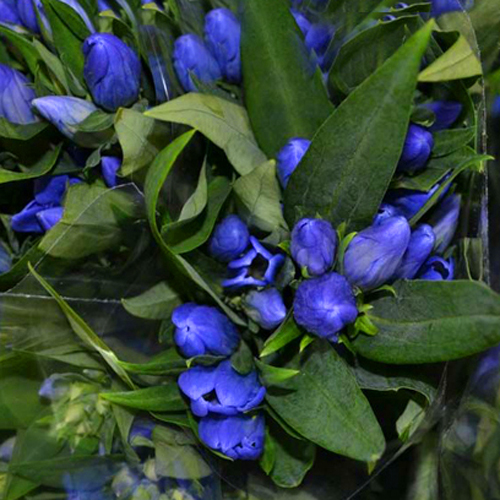 Gentiana Blue Sky (1)