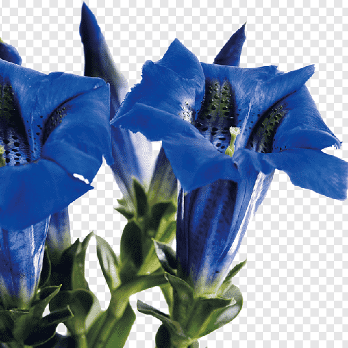 Gentiana Blue Sky (1)
