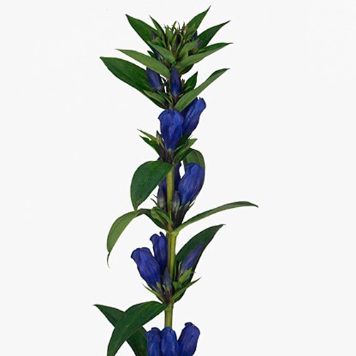 Gentiana Blue Sky (5)