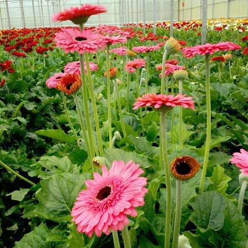 Gerbera Pink (1)