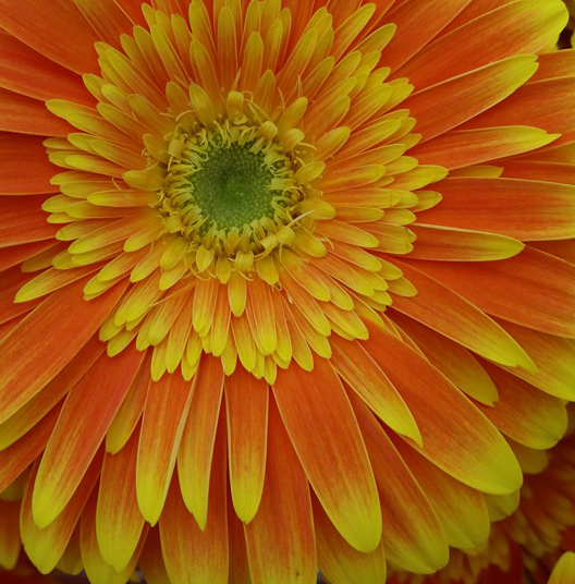 Gerbera fire n Ice (2)