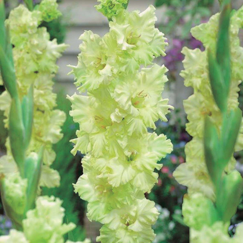 Gladiola (4)