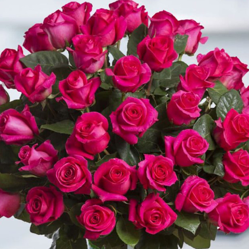 Hot Pink Roses, Ivy (2)