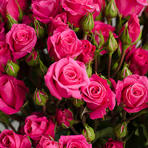 Hot Pink Roses, Ivy (3)