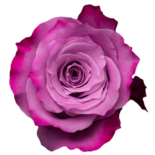 Lavendar Maritime Rose (2)