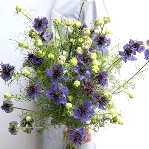 Nigella Midnight Blue (1)