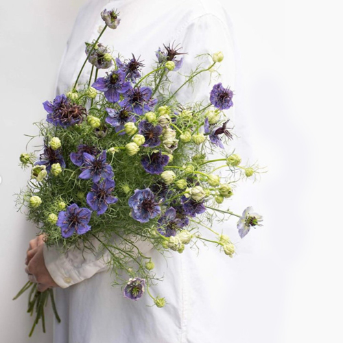Nigella Midnight Blue (2)