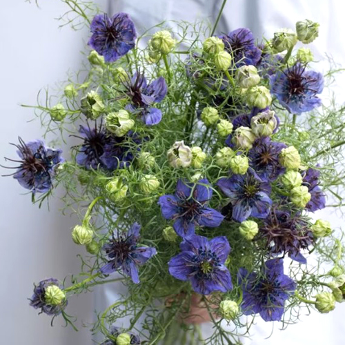 Nigella Midnight Blue (3)