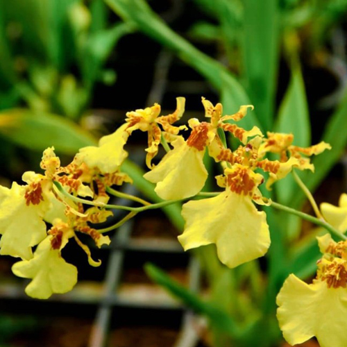 Oncidium Orchid (7)