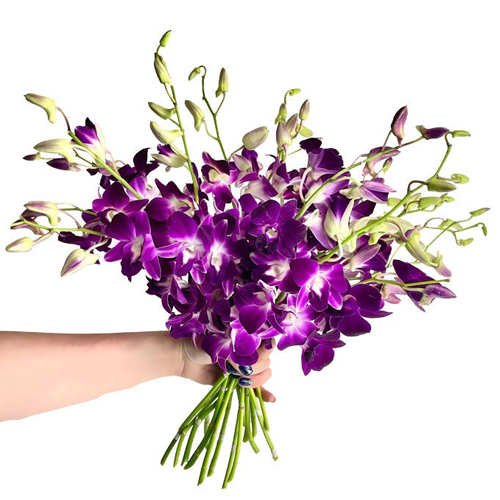 Orchid Dendrobium Magenta Lavender (1)