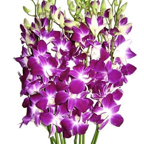 Orchid Dendrobium Magenta Lavender (2)