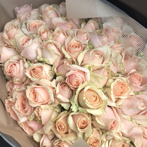 Pearl Avelanch rose (1)