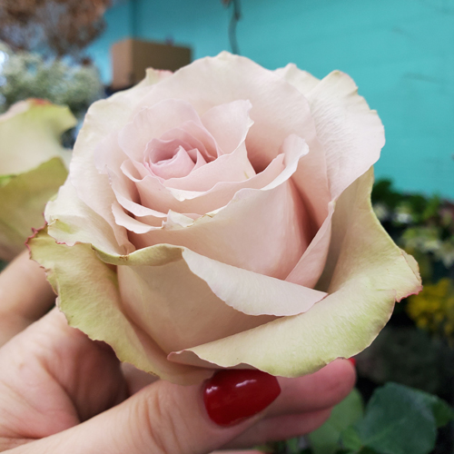 Pearl Avelanch rose (4)