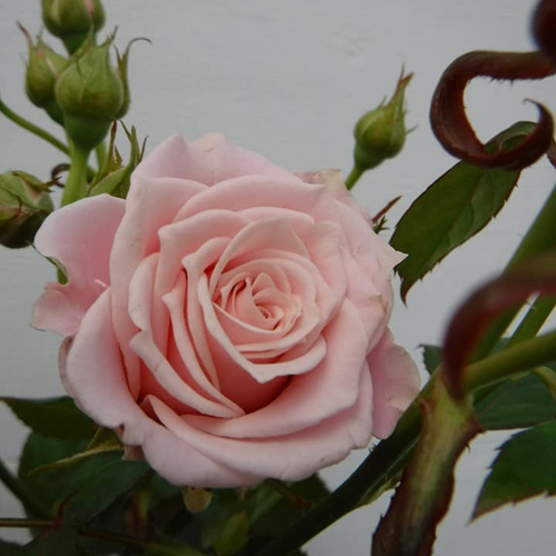 Pearl Avelanch rose (5)