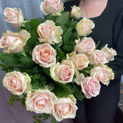 Pearl Avelanch rose (8)