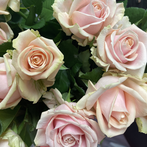 Pearl Avelanch rose (9)