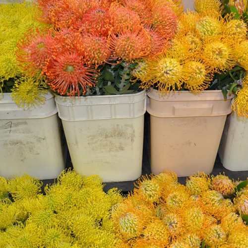 Protea - Pincushion (11)