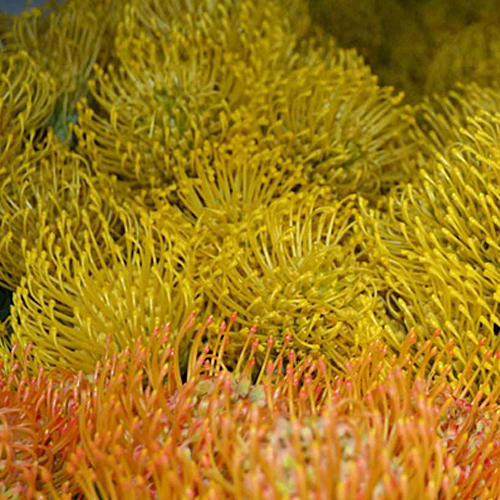 Protea - Pincushion (13)