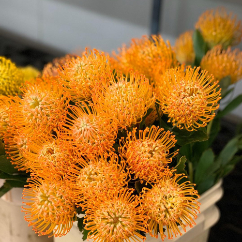 Protea - Pincushion (3)