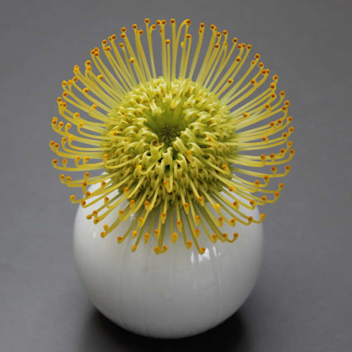 Protea - Pincushion (5)