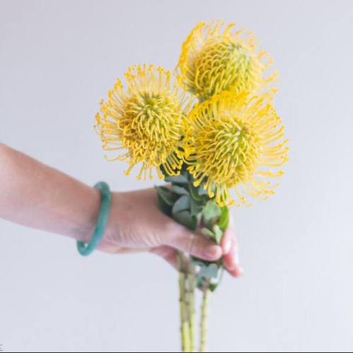 Protea - Pincushion (6)