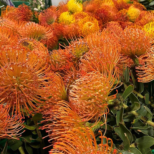 Protea - Pincushion (7)