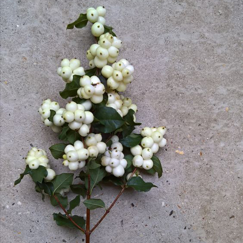 Snow Berry (7)