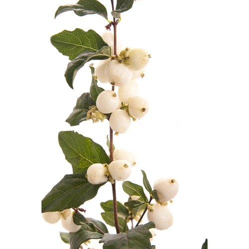 Snow Berry (9)