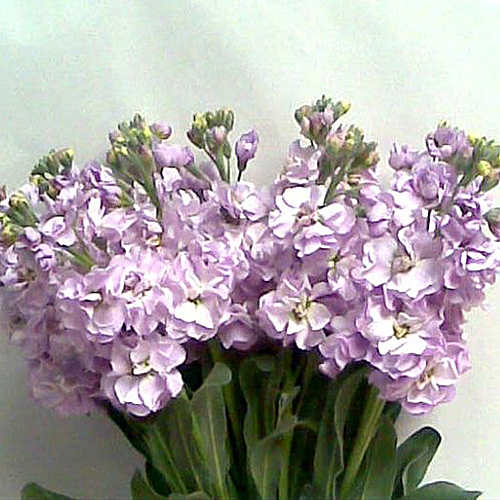 Stock Matthiola Pastel Purple (1)