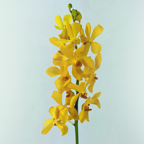 Yellow Mokara (1)