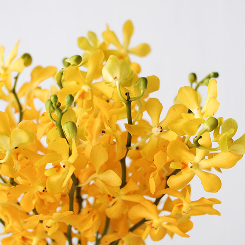 Yellow Mokara (8)
